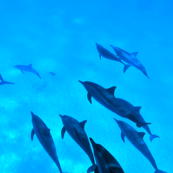 Dauphins