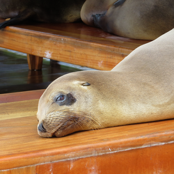 Galapagos