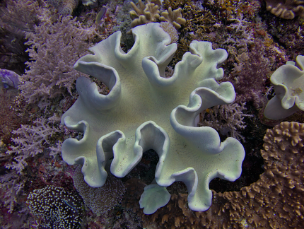 PAS 3453