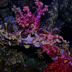 Echinodermes