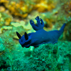 Nudibranches