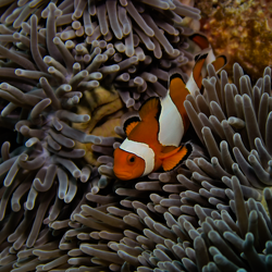 Amphiprions