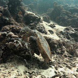 Tortues
