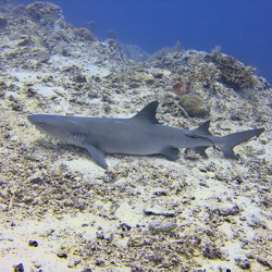 Requins
