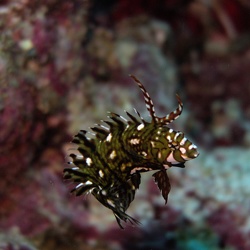 Juveniles