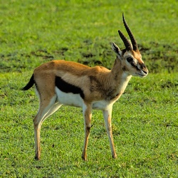 Tanzanie
