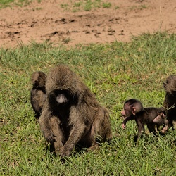 Primates