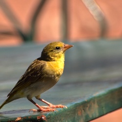 Oiseaux
