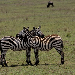 Safari