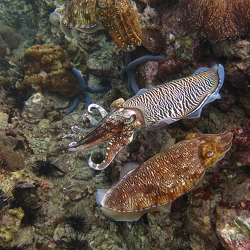 Céphalopodes