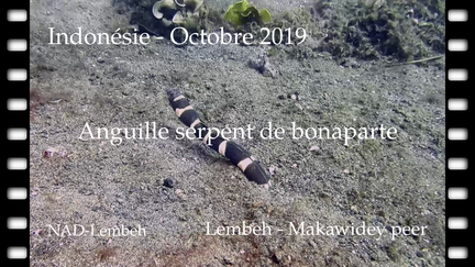 anguille-serpent-11-2019-lembeh