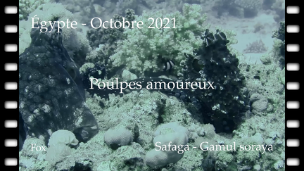 poulpe-safaga-II-26-10-2021