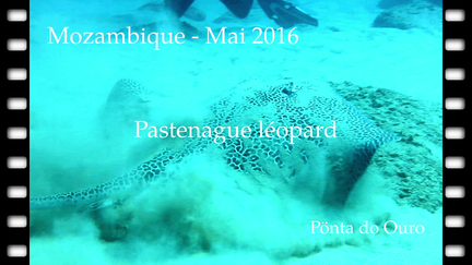 raie-pastenague-leopard-05-2016-Moz