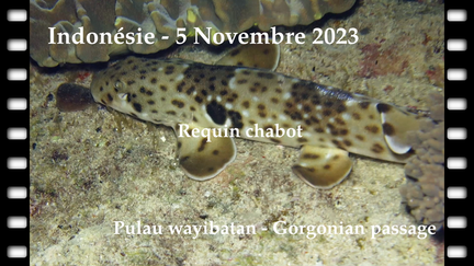 requin-chabot-05-11-2023
