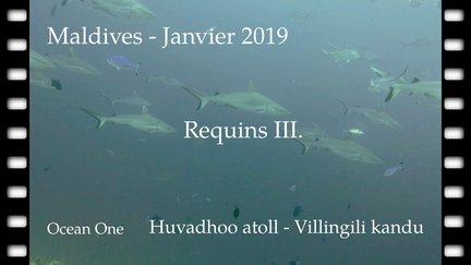 requins-III-01-2019-maldives